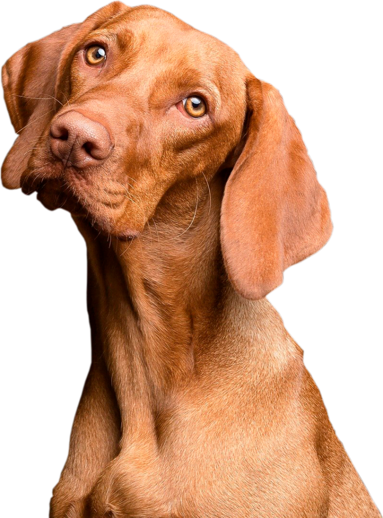 Perro con la cabeza inclinada sin fondo