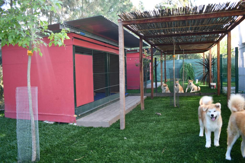 Caniles y akitas inu en las instalaciones de InuTravels
