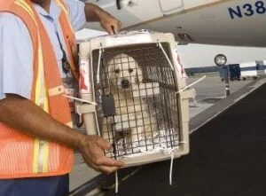 Viaje de cachorro y espera en la aduana