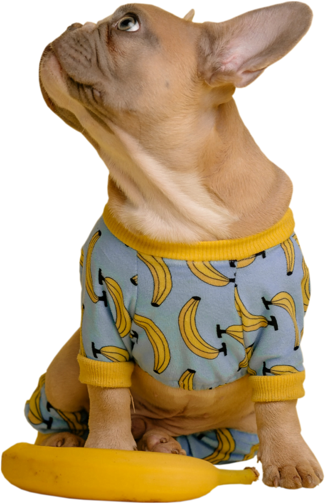 Perrito vestido de banana