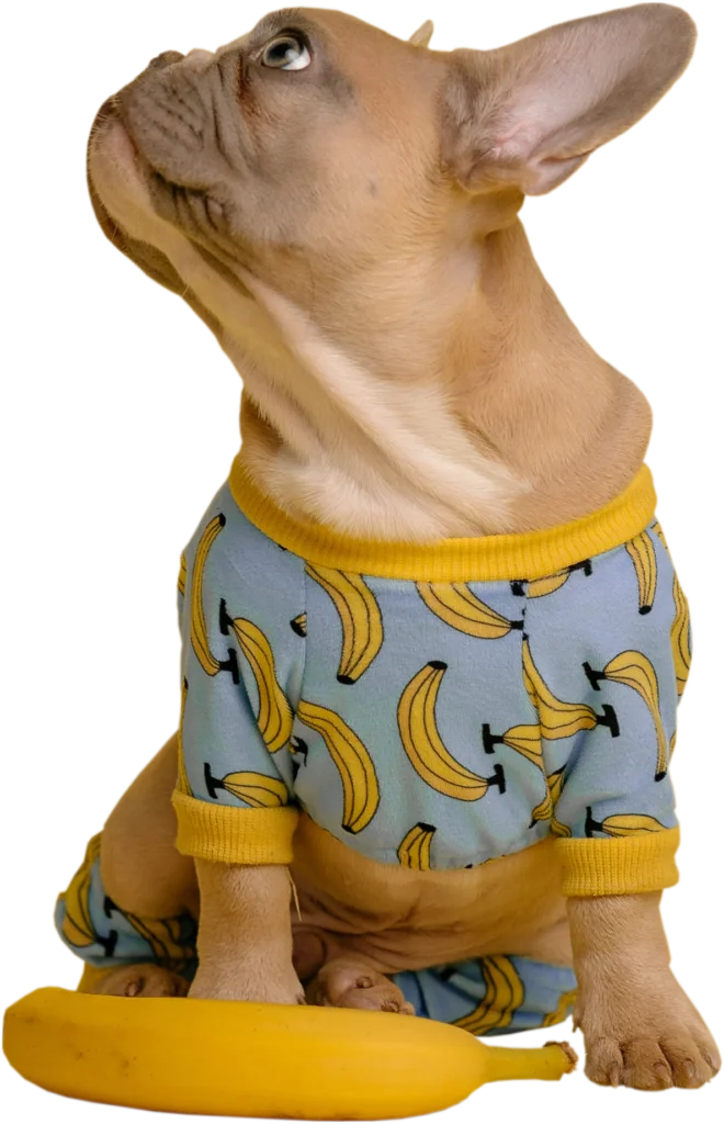 Perrito vestido de banana
