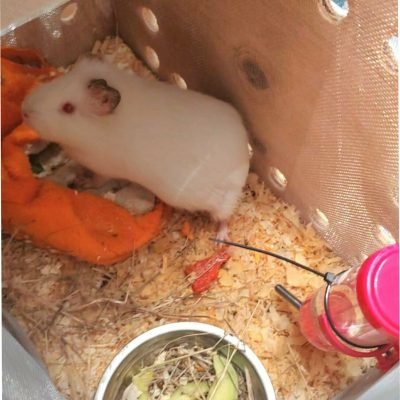 Entrega Inu Travels de animal exótico, cobayo blanco en caja transportadora