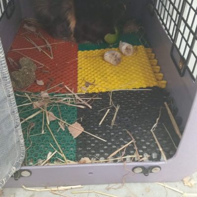 Entrega Inu Travels de animal exótico, cobayo en cabina