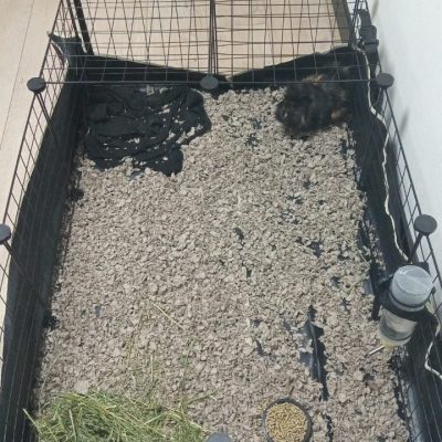Entrega Inu Travels de animal exótico, cobayos en casa