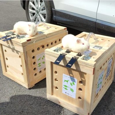 Entrega Inu Travels de animal exótico, cobayos llegaron a destino