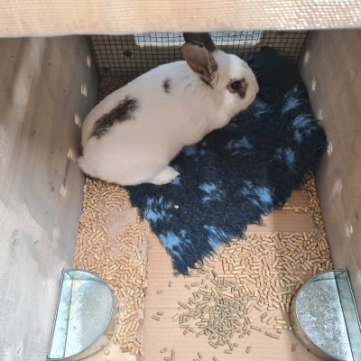 Entrega Inu Travels de animal exótico, conejo en caja transportadora