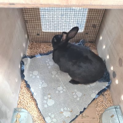 Entrega Inu Travels de animal exótico, conejo en caja transportadora
