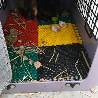 Conejo en casa