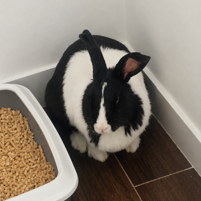 Conejo, traslado de Inu Travels