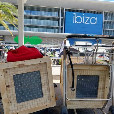 Entrega Inu Travels de animal exótico, conejos llegaron a destino