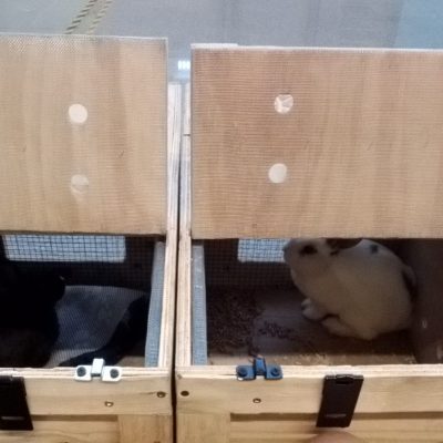 Entrega Inu Travels de animal exótico, conejos en cajas transportadoras listos para viajar