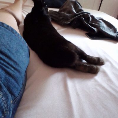 Entrega Inu Travels de animal exótico, cuidando conejos en casa