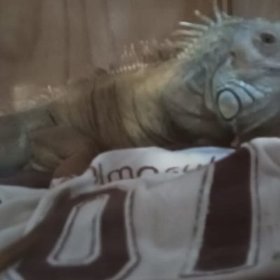 Entrega Inu Travels de animal exótico, iguana en caja transportadora