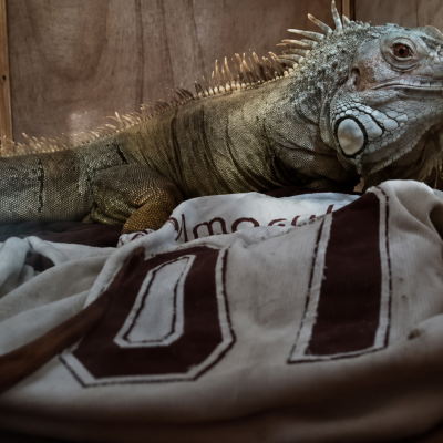 Iguana, traslado de Inu Travels